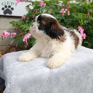 Toby, Shih Tzu Puppy
